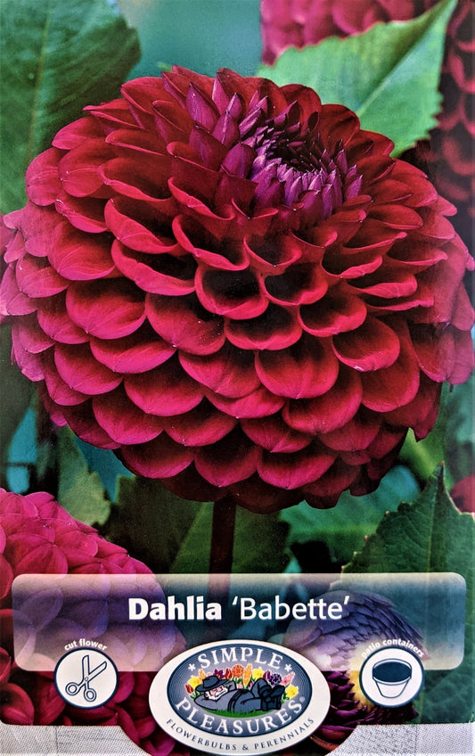 Babette Giant Ball Dahlia - 1 Root Clump - Lavender Pink! - #1 Size