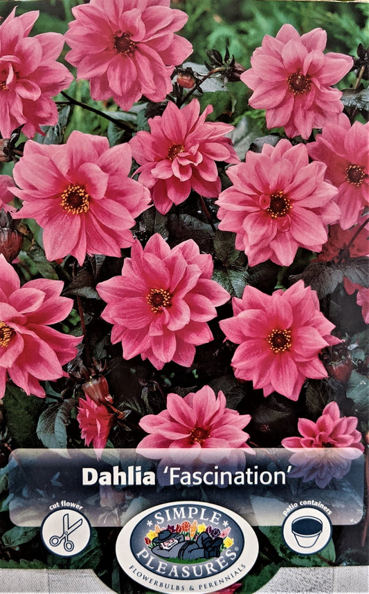 Fascination Dahlia Bulb - Bronze Leaves/Pink Flowers - #1 Size Root Clump